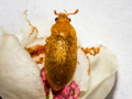 Byturus tomentosus